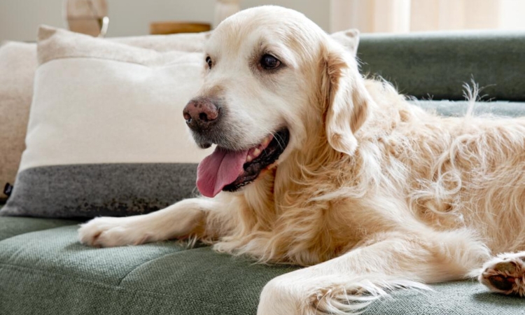 Heller Golden Retriever liegt entspannt auf einem dunkelgrünen Stoffsofa im Wohnzimmer.